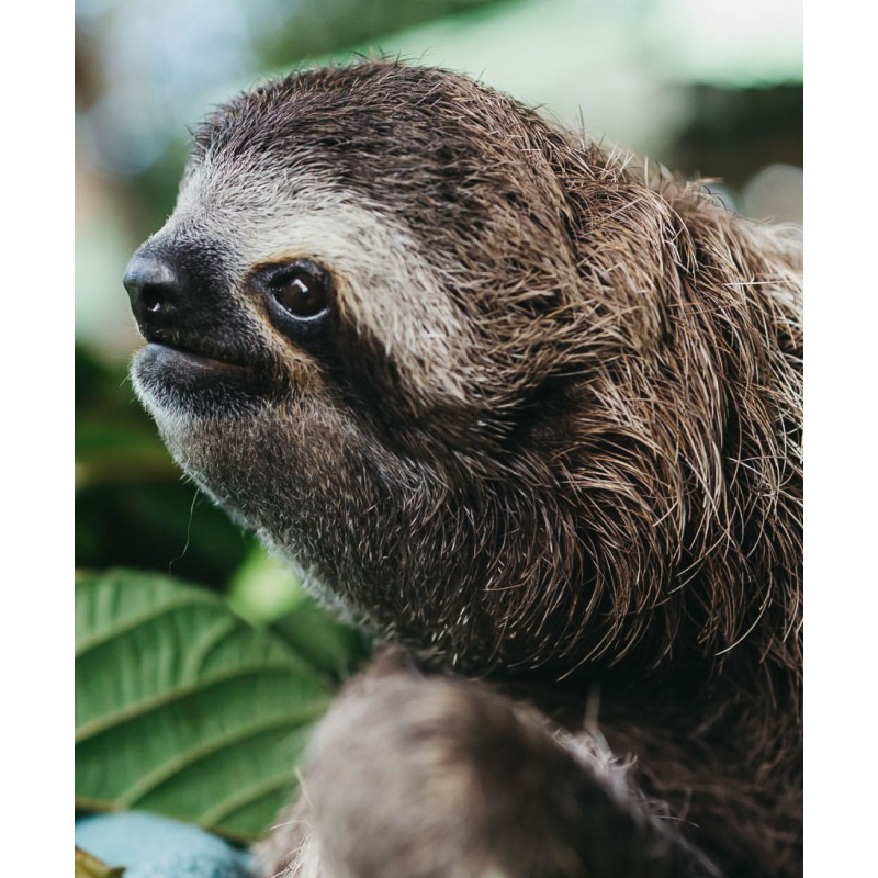 Café Britt® — Costa Rican Habitat kafijas komplekts (12 oz.) (3 iepakojumi) (Sloth, Lapa & Cariblanco) — kafijas pupiņas, arabikas kafija, košers, bez lipekļa, gardēdis un vidēji gaišs un tumšs grauzdējums